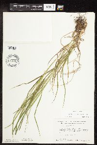 Carex sprengelii image