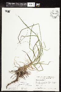 Carex sprengelii image