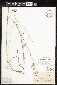 Carex sprengelii image