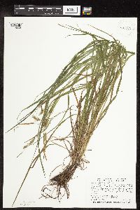 Carex sprengelii image