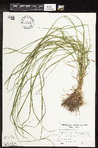Carex sprengelii image