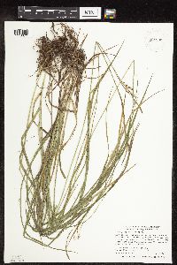 Carex sprengelii image