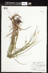 Carex sprengelii image