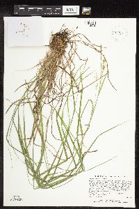 Carex sprengelii image