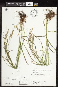 Carex sprengelii image