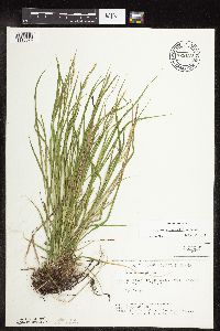 Carex sprengelii image