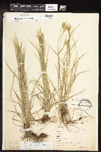 Carex sprengelii image