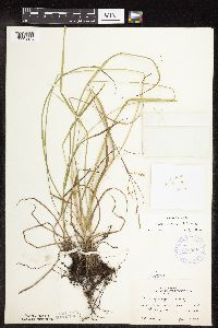 Carex sprengelii image