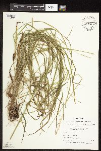 Carex sprengelii image