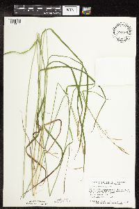 Carex sprengelii image