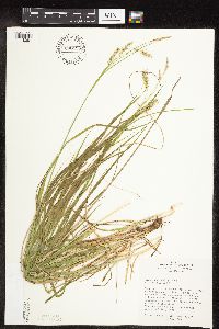 Carex sprengelii image