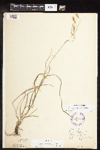 Carex sprengelii image