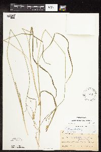 Carex sprengelii image