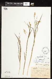 Carex sprengelii image