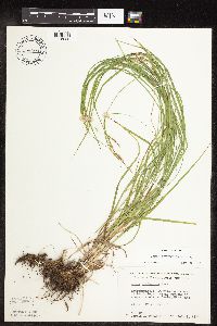 Carex sprengelii image