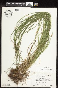 Carex sprengelii image