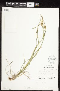 Carex sprengelii image
