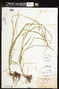 Carex sprengelii image