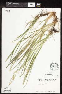 Carex sprengelii image