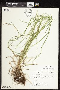 Carex sprengelii image