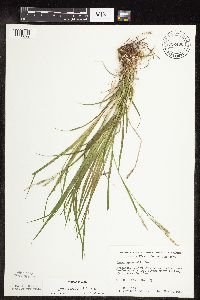 Carex sprengelii image