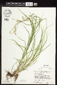 Carex sprengelii image