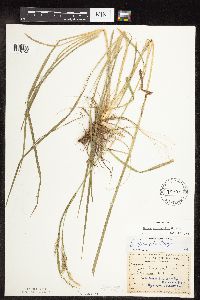 Carex sprengelii image