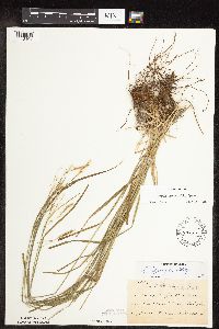 Carex sprengelii image