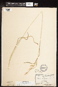 Carex sprengelii image