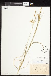Carex sprengelii image