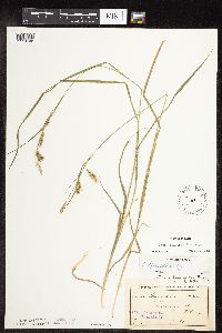 Carex sprengelii image
