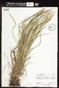 Carex sprengelii image