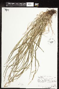 Carex sprengelii image