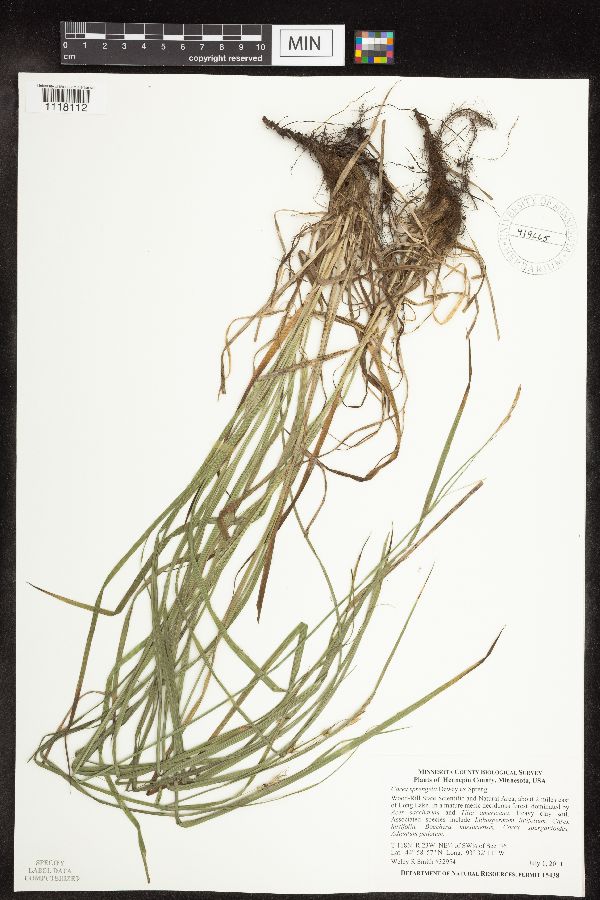 Carex sprengelii image