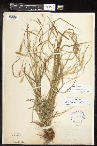 Carex sprengelii image