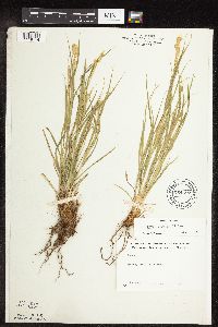 Carex sprengelii image