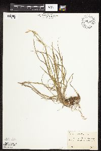 Carex sprengelii image