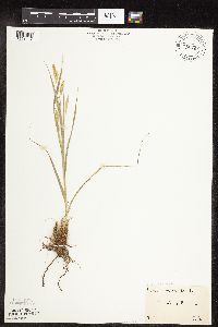 Carex sprengelii image