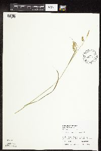 Carex sprengelii image