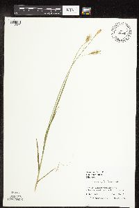 Carex sprengelii image