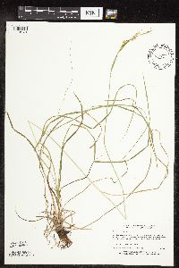 Carex sprengelii image