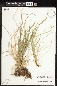 Carex sprengelii image
