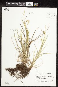 Carex sprengelii image