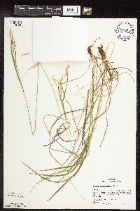 Carex sprengelii image