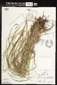 Carex sprengelii image