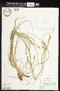 Carex sprengelii image