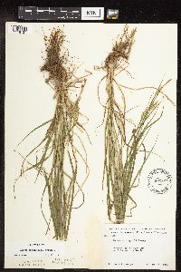 Carex sprengelii image