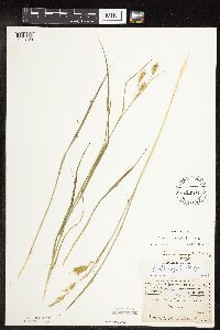 Carex sprengelii image