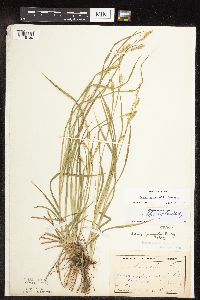 Carex sprengelii image