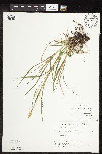 Carex sprengelii image